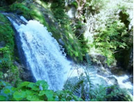 selva