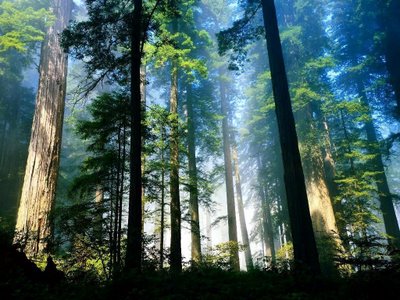 arboles