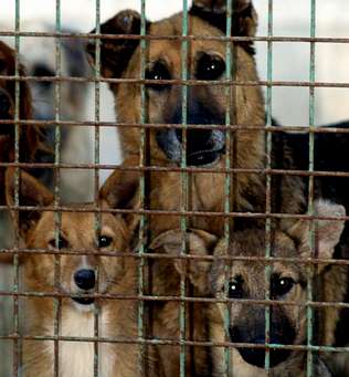 perros